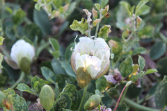 Capparis spinosa herbacea