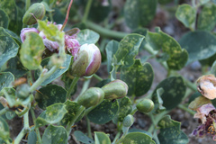 Capparis spinosa herbacea
