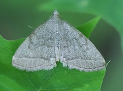 Pechipogo strigilata