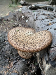 Cerioporus squamosus