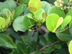 Xylocopa virginica krombeini