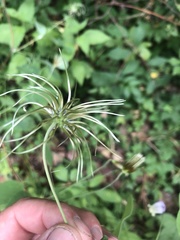 Clematis versicolor