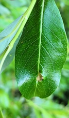 Euura arcticornis