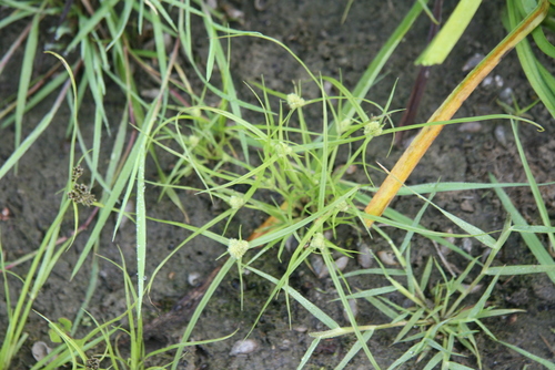 Cyperus michelianus iNat (3)