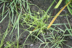 Cyperus michelianus