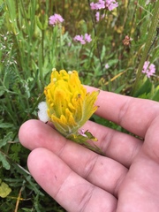 Castilleja levisecta