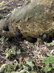 Daldinia concentrica