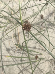 Juncus breweri