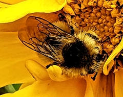 Bombus melanopygus