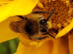 Bombus melanopygus