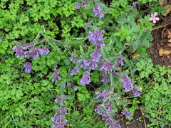 Nepeta × faassenii