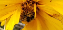 Bombus melanopygus