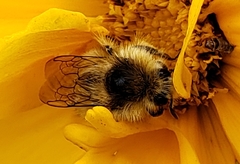 Bombus melanopygus