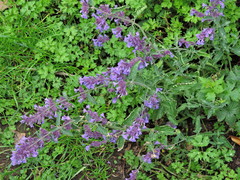 Nepeta × faassenii