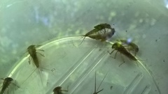 Ecdyonurus venosus