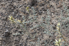 Astragalus curvicarpus