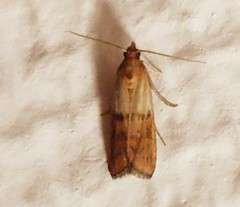 Plodia interpunctella