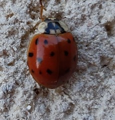 Harmonia axyridis