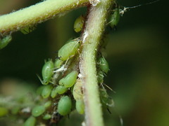 Aphis spiraecola