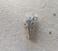 Metcalfa pruinosa