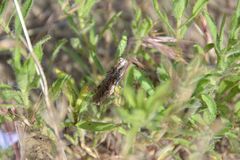 Psoloessa delicatula