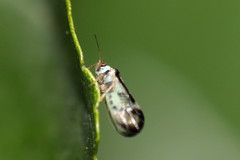 Graphopsocus cruciatus