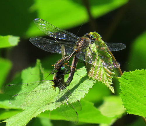 American Emerald photo 3