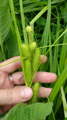 Carex frankii