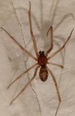 Steatoda grossa