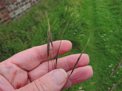 Bromus sterilis