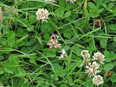 Bombus lapidarius
