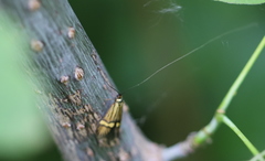 Nemophora degeerella
