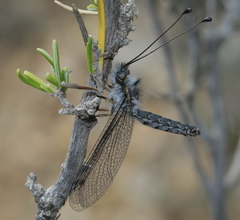 Bubopsis agrionoides