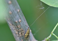 Nemophora degeerella