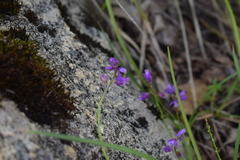 Polygala comosa