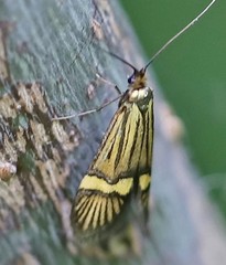 Nemophora degeerella