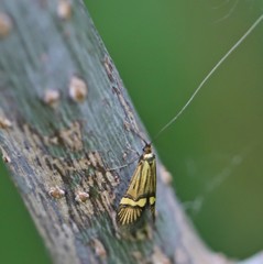 Nemophora degeerella