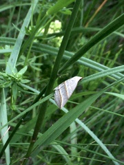 Colobochyla salicalis