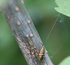 Nemophora degeerella