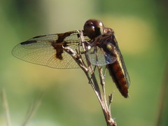 Palpopleura