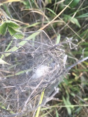 Agelena labyrinthica
