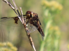Palpopleura