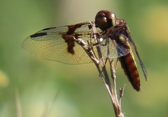 Palpopleura