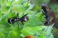 Camponotus arminius