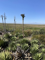 Agave shawii shawii