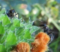 Camponotus arminius