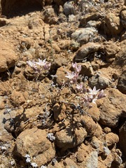 Dudleya crassifolia