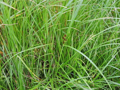 Cyperus longus