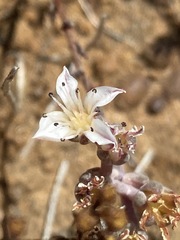 Dudleya crassifolia