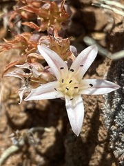 Dudleya crassifolia
